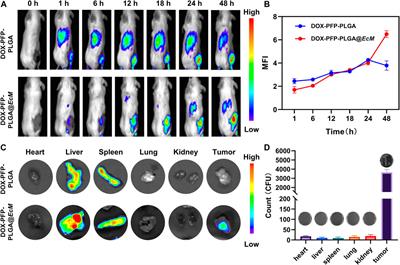 Establishment of ultrasound-responsive SonoBacteriaBot for targeted drug delivery and controlled release